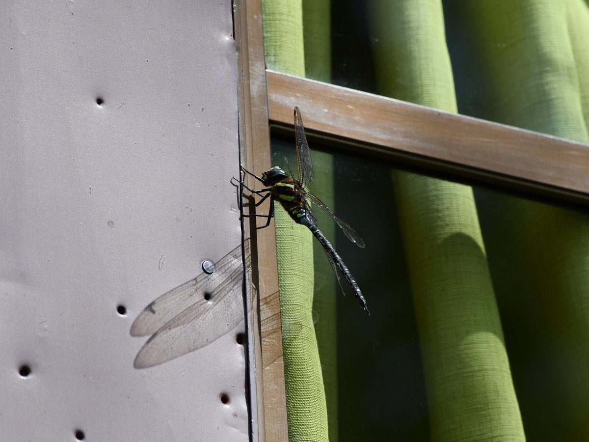 #81:
          Oniyanma Dragonfly, Oze National Park.
          f/ at mm - Shutter Speed: - ISO: